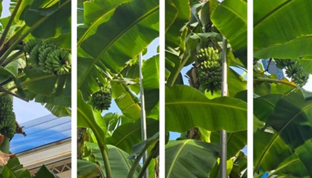 Banana Planting